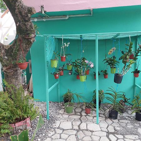 Alex'S Place - Tim Pappies Port Antonio Dış mekan fotoğraf