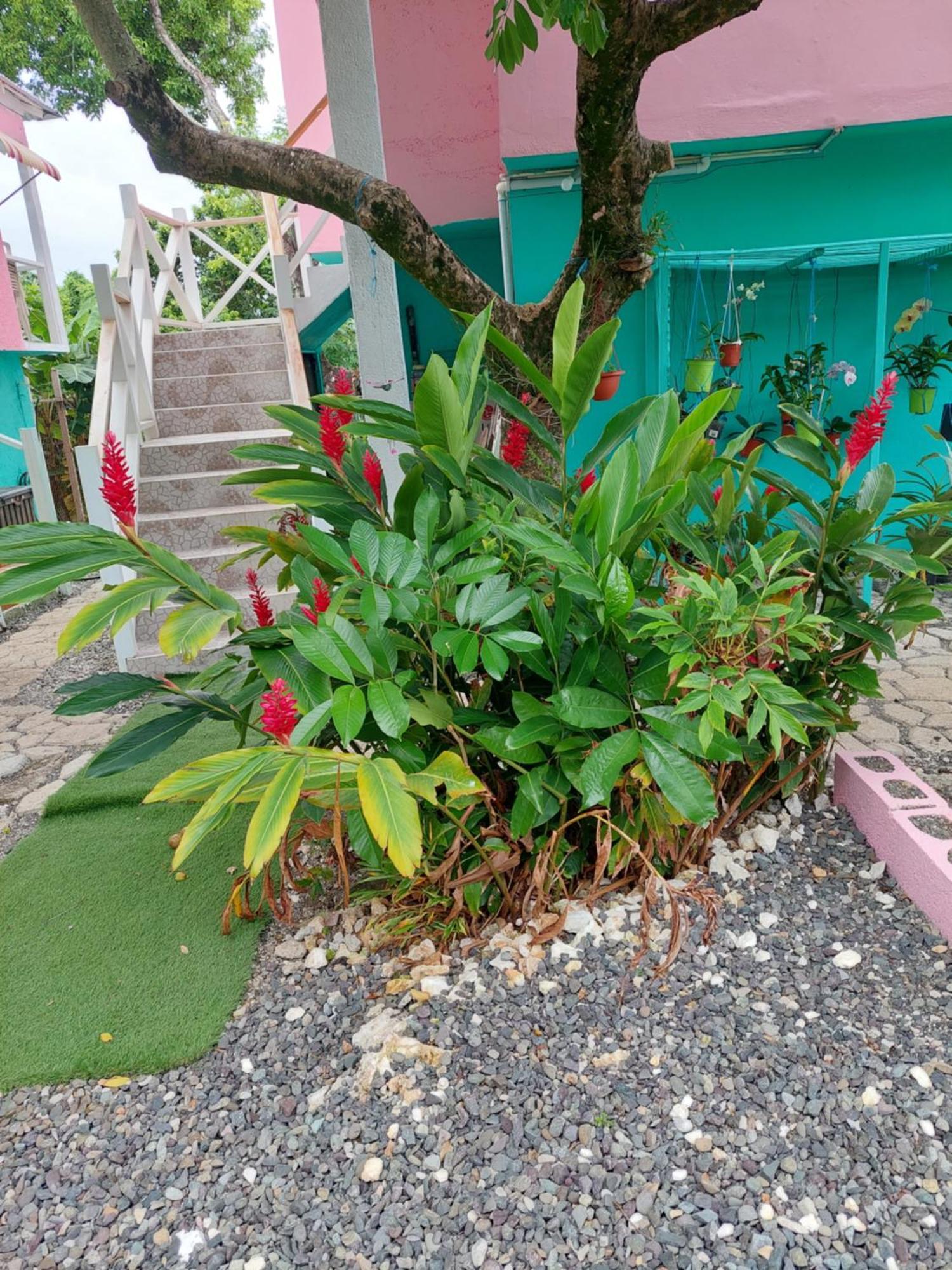 Alex'S Place - Tim Pappies Port Antonio Dış mekan fotoğraf