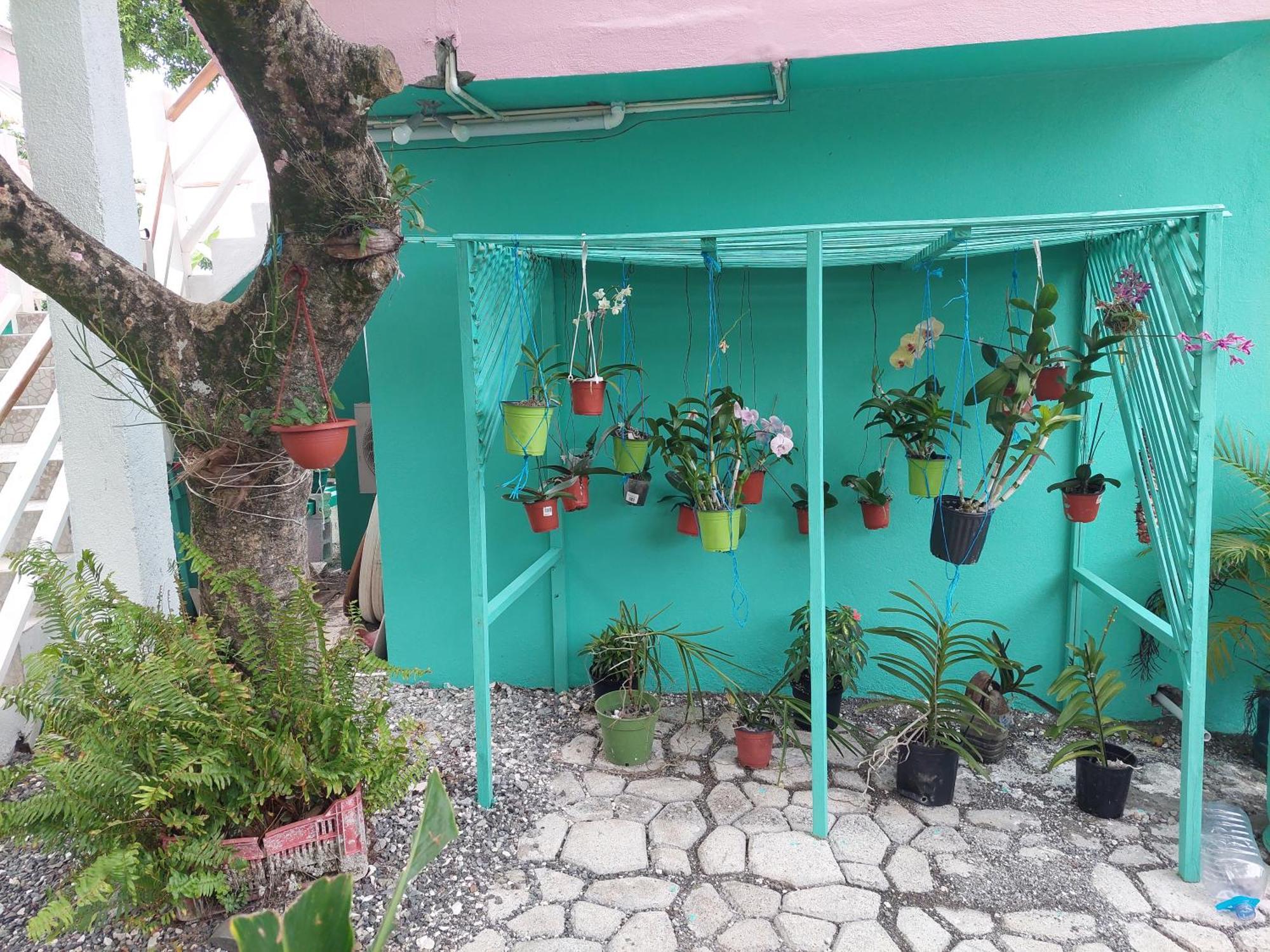 Alex'S Place - Tim Pappies Port Antonio Dış mekan fotoğraf
